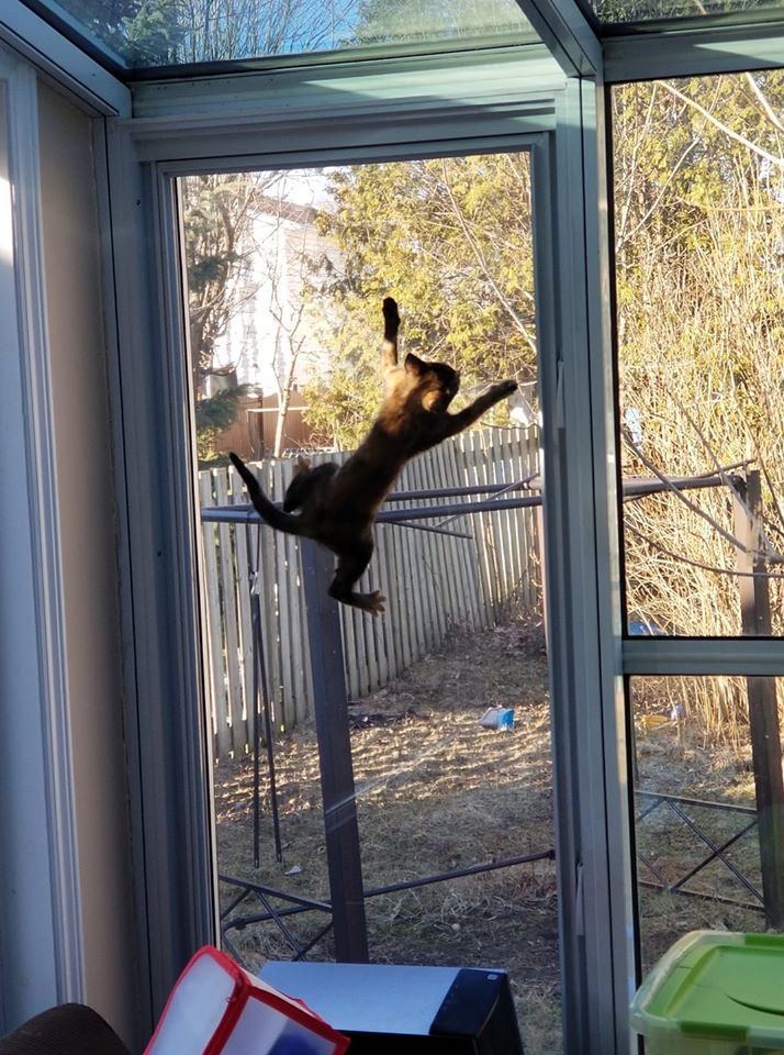 Spider Cat